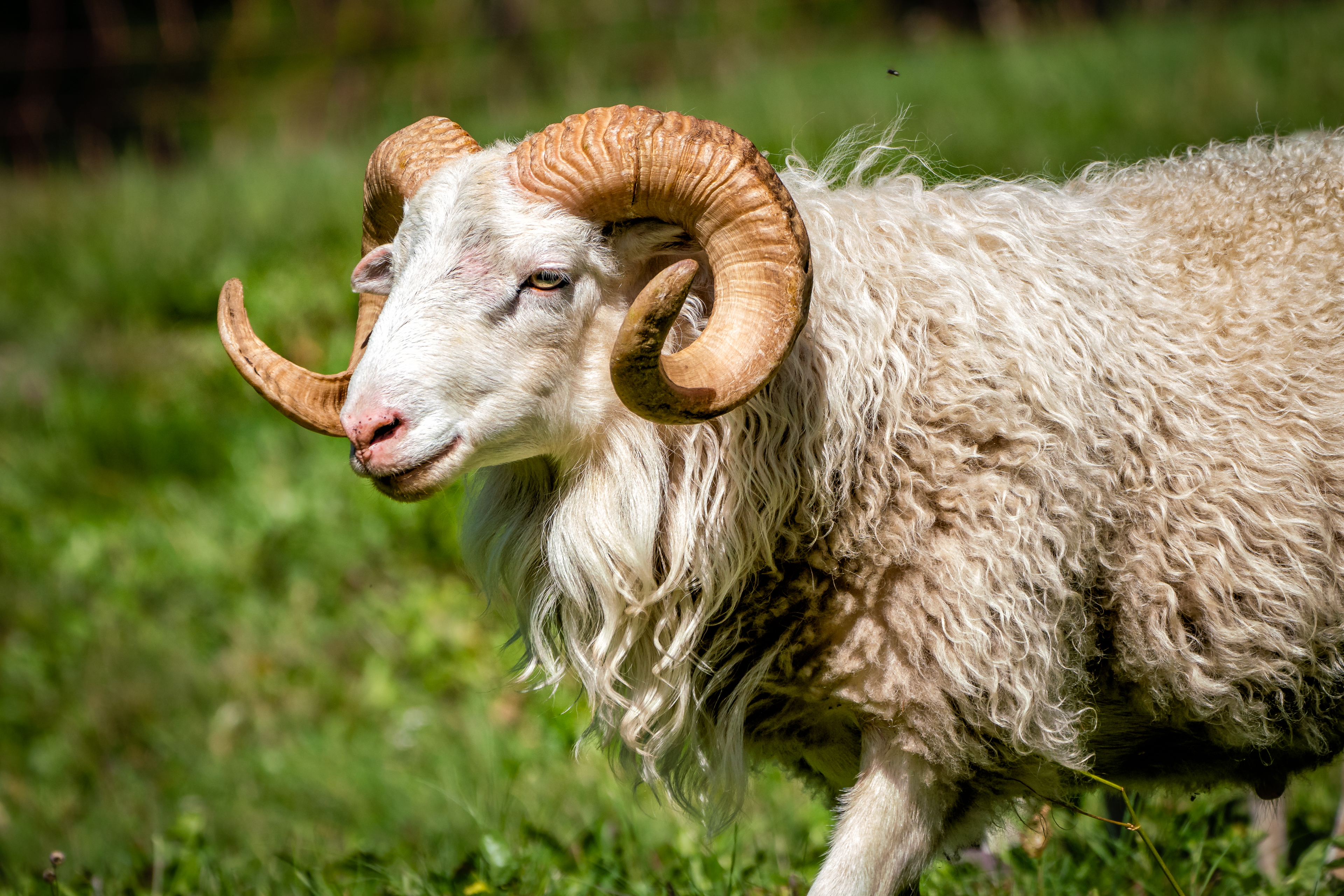 Domestic Animals ReBaFoto, Photography by Reto Battaglia, Guarda